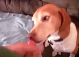 Jerking my hard dick in doggy small mouth