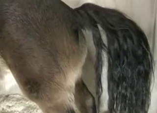 Good-looking homemade sex with my animal