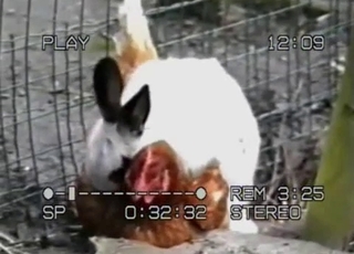 Stunning rabbit trying to fuck a cock