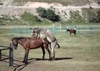 Sexy mares having amazing sex in doggy style