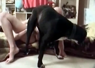 Trained dog licks her pussy like a pro