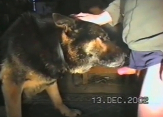 Cute shepherd licks my dick in the bed