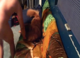 Dude playing with his sexy doggy on cam