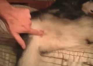 Man is licking a tight ass of an animal